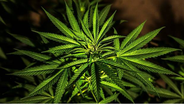 Apoyan organizaciones civiles la despenalización de la mariguana