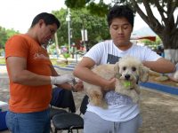 Casi dos décadas sin defunciones por rabia en Oaxaca