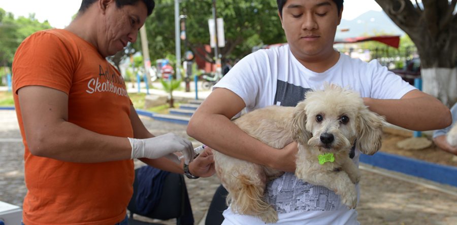 Casi dos décadas sin defunciones por rabia en Oaxaca
