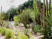 Celebrarán el Día Mundial del Jardín Etnobotánico