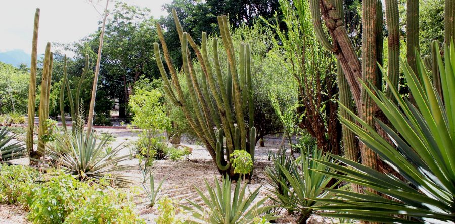Celebrarán el Día Mundial del Jardín Etnobotánico