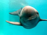 Corte ordena frenar importaciones pesqueras de México para cuidar a la vaquita marina