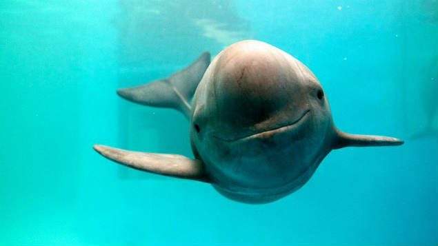 Corte ordena frenar importaciones pesqueras de México para cuidar a la vaquita marina