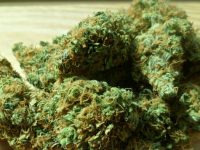 Gobierno de EU está en contra de que México despenalice las drogas