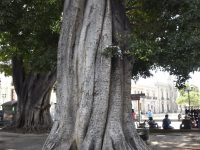 Lanzan campaña de concientización en contra del encalamiento y pintado de árboles