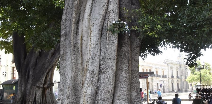 Lanzan campaña de concientización en contra del encalamiento y pintado de árboles