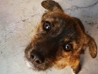 Prepara SSO Semana de Vacunación Antirrábica