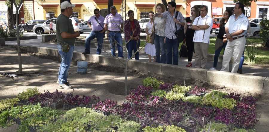 Realizarán trabajos de mantenimiento en arbolado de la ciudad