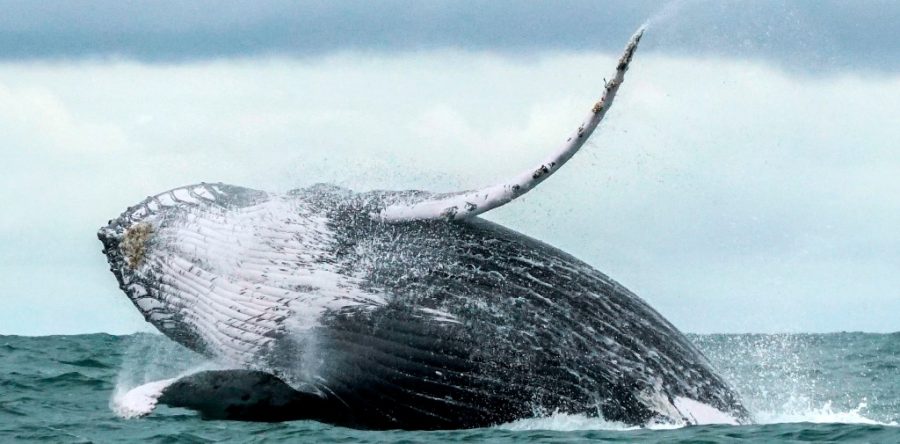 Cepal llama a crear cultura de igualdad con sustentabilidad