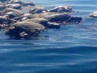 Colabora Semaedeso para retirar y sepultar tortugas atrapadas en playas de Colotepec