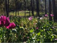 Gobierno de Noruega dará heroína gratuita a personas adictas a la sustancia
