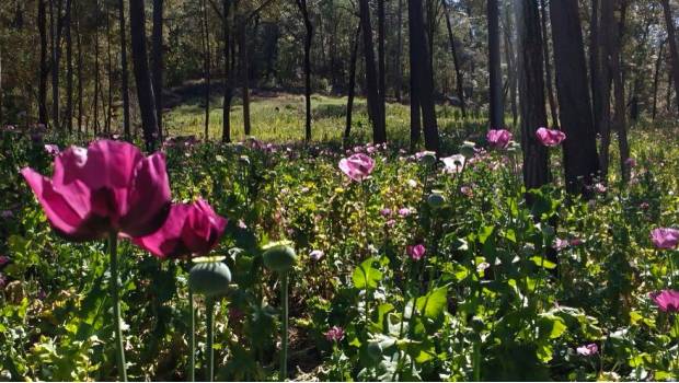 Gobierno de Noruega dará heroína gratuita a personas adictas a la sustancia