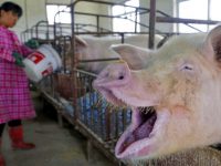Guerra comercial entre China y EE.UU. afecta a la industria porcina