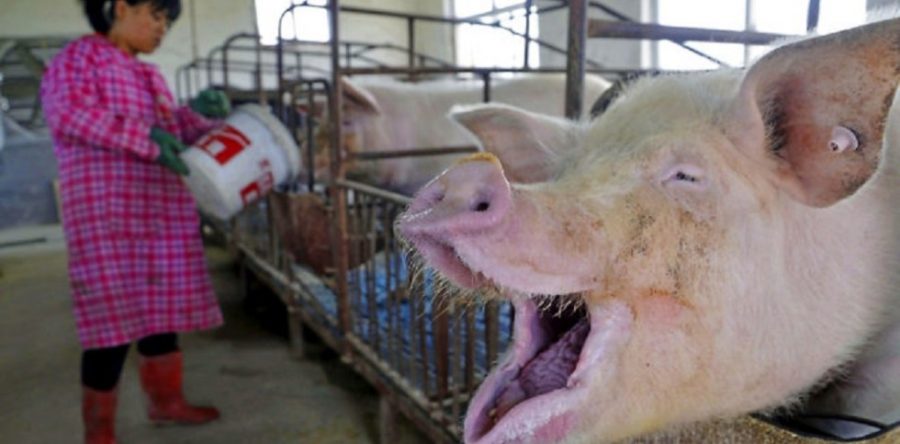 Guerra comercial entre China y EE.UU. afecta a la industria porcina