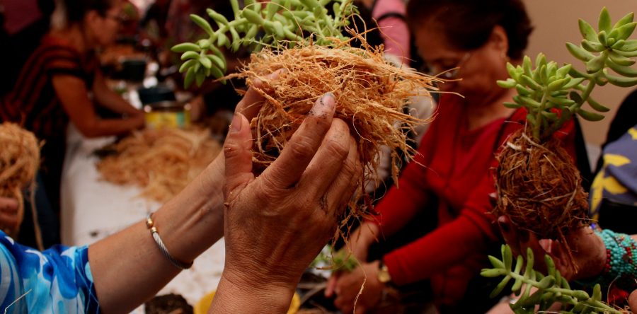 Imparte Dirección de Ecología Municipal taller de Kokedamas