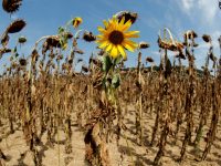 Olas de calor y lluvias podrían volverse más severas por cambio climático: estudio