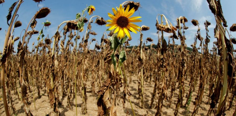 Olas de calor y lluvias podrían volverse más severas por cambio climático: estudio