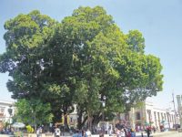 Realizarán trabajos de poda a laureles  del zócalo de la ciudad