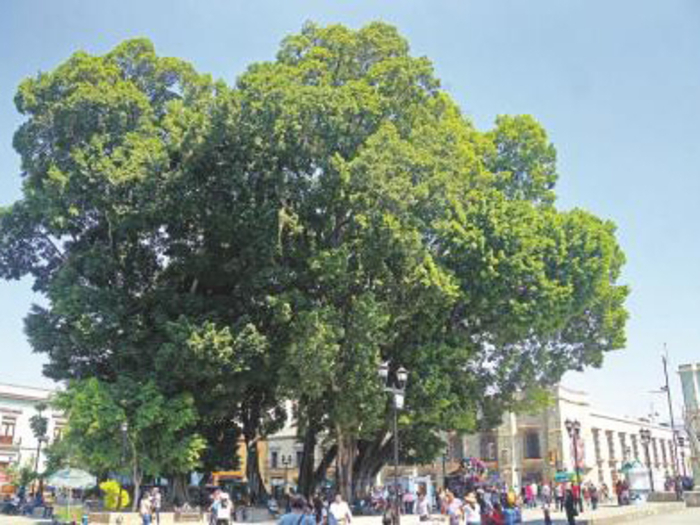 Realizarán trabajos de poda a laureles  del zócalo de la ciudad