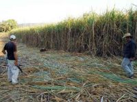 SCJN abre puerta a empresas para exportar azúcar