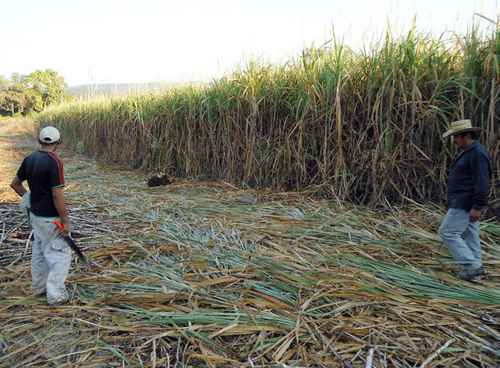 SCJN abre puerta a empresas para exportar azúcar