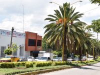 Siembran pochotes en el boulevard Manuel Ruiz