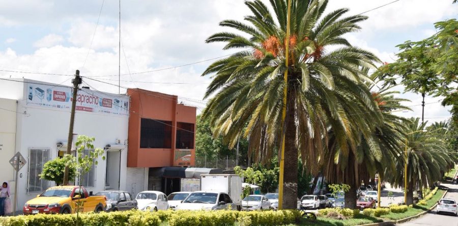 Siembran pochotes en el boulevard Manuel Ruiz