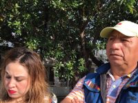 Municipio de Oaxaca de Juárez sustituye palmeras afectadas por el picudo en la zona norte