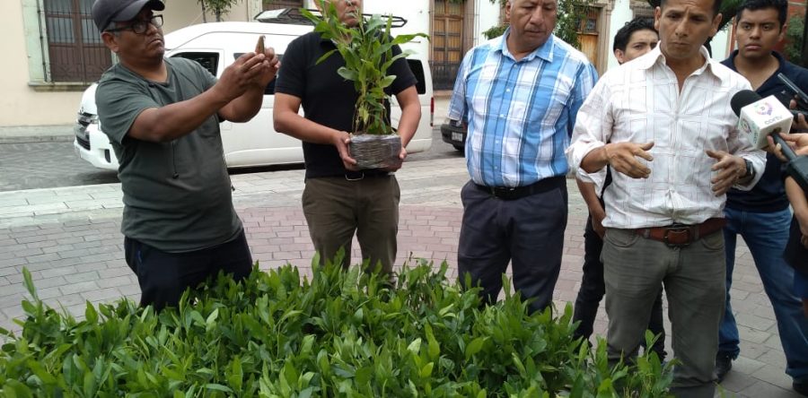 Activistas sembrarán árboles en el Jardín Labastida y en el Monumento a La Madre