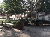 Realizan la poda de árboles en el zócalo capitalino
