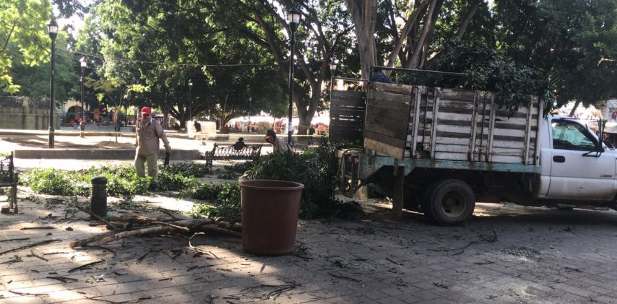 Realizan la poda de árboles en el zócalo capitalino