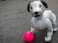Conozca a Aibo, el primer perro con inteligencia artificial que llegará a los hogares