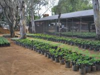 Árboles producidos en vivero del Bosque “El Tequio” coadyuvan a reforestación de 11 municipios