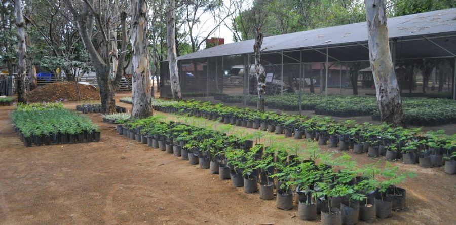 Árboles producidos en vivero del Bosque “El Tequio” coadyuvan a reforestación de 11 municipios