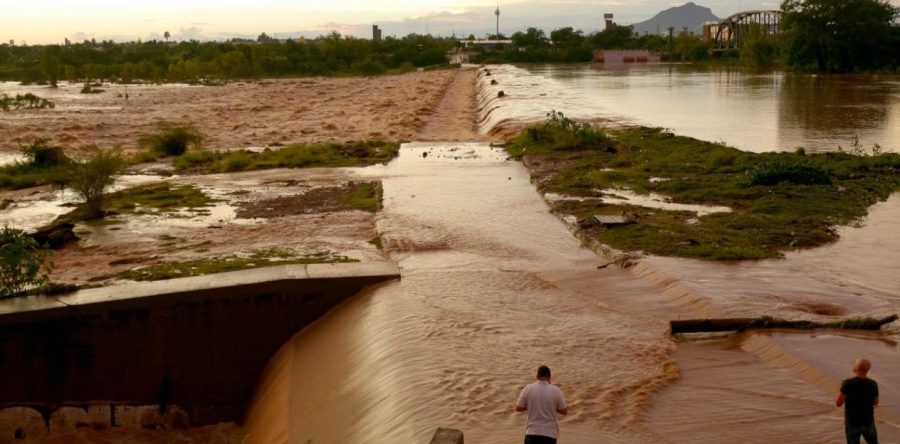Lluvias en Sinaloa matan a más de medio millón de animales y dejan pérdidas por 800 mdp