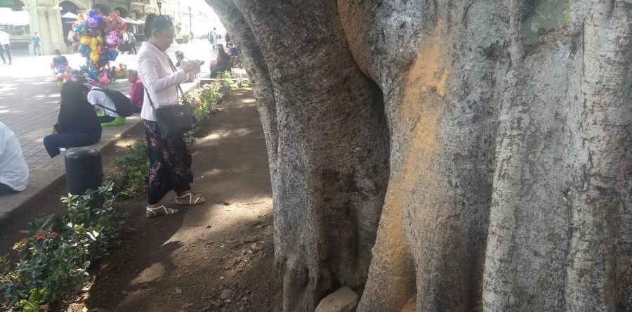 Municipio Capitalino dará mantenimiento  a Laurel del zócalo de la ciudad