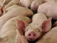 México mantiene alerta por fiebre porcina africana