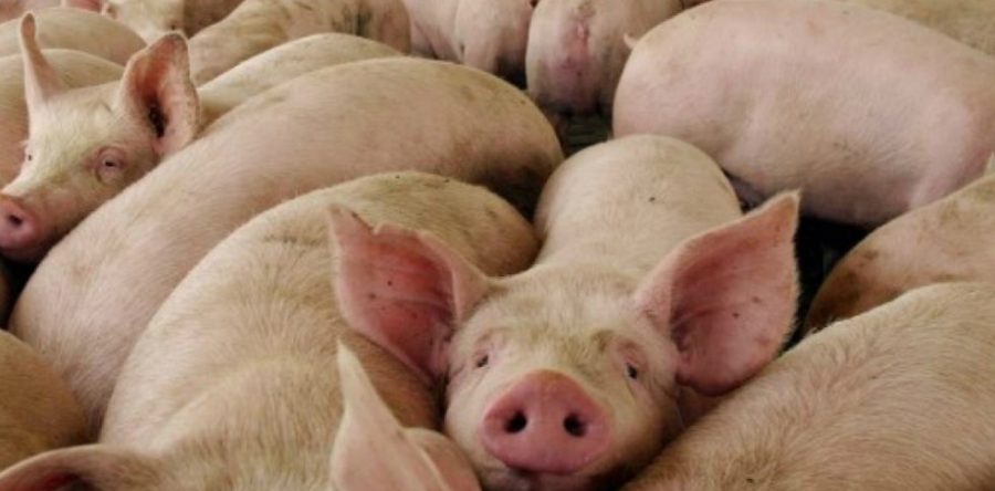 México mantiene alerta por fiebre porcina africana
