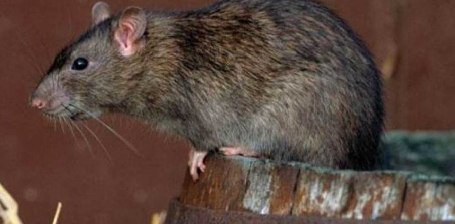 Primer caso de hepatitis E de los roedores en humanos