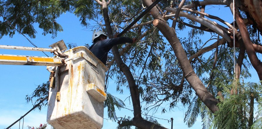 Protege Municipio Capitalino arbolado de espacios públicos y de casas habitación