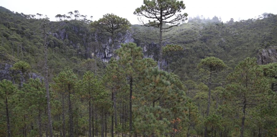 Promover el ecoturismo sustentable, clave para impactar la Agenda 2030: Sedesoh