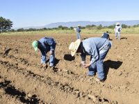 Siembran tubérculos para la “Noche de Rábanos 2018”