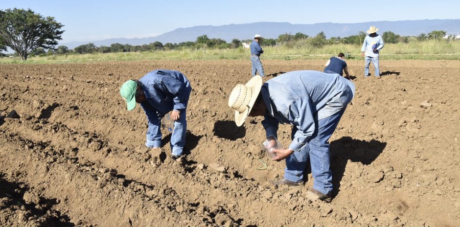 Siembran tubérculos para la “Noche de Rábanos 2018”