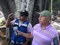 Inician trabajos de rescate de árboles del zócalo