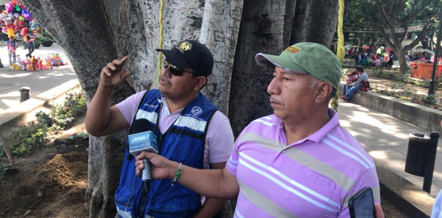 Inician trabajos de rescate de árboles del zócalo
