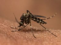 Refuerza SSO plan de contención de arbovirosis en  San Antonio de la Cal y Santa Lucía del Camino