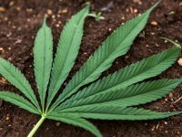 ¡Quítate, bitcoin! Lo de hoy es apostar a la mariguana