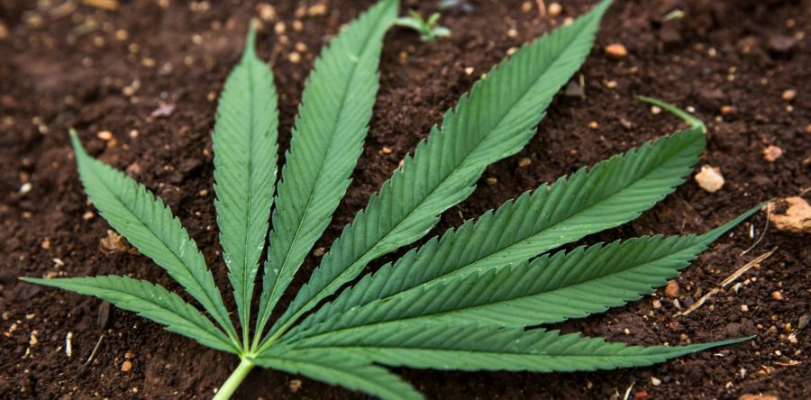 ¡Quítate, bitcoin! Lo de hoy es apostar a la mariguana