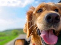 Diputado de Morena propone que las mascotas puedan heredar bienes