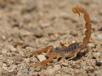 Emite SSO recomendaciones contra picaduras de alacrán